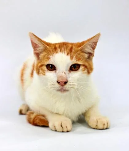 A baby small-sized male Domestic Short Hair cat named Sunkist for adoption in Morton Grove, IL