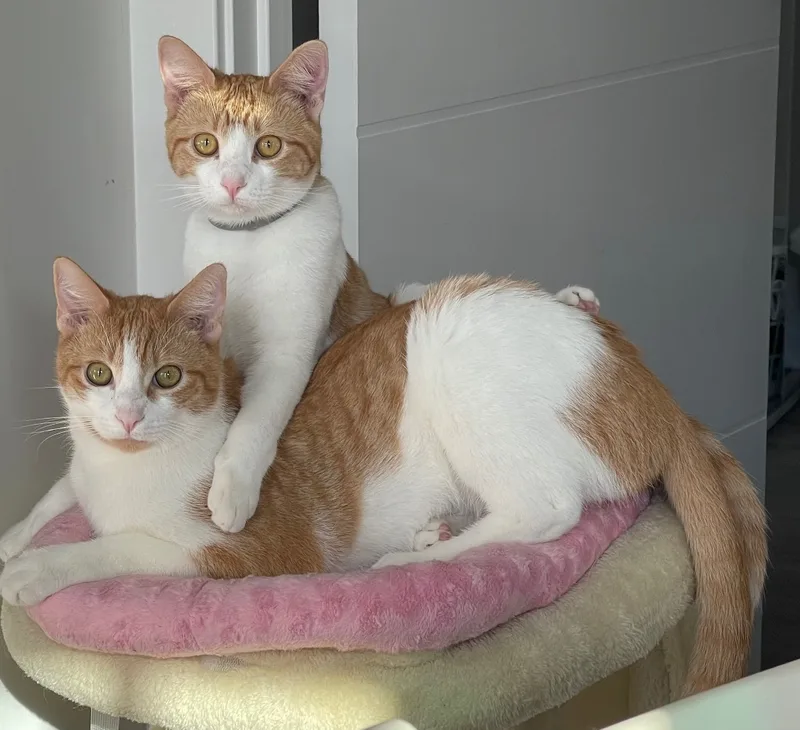 Captain Kirk thumbnail 2