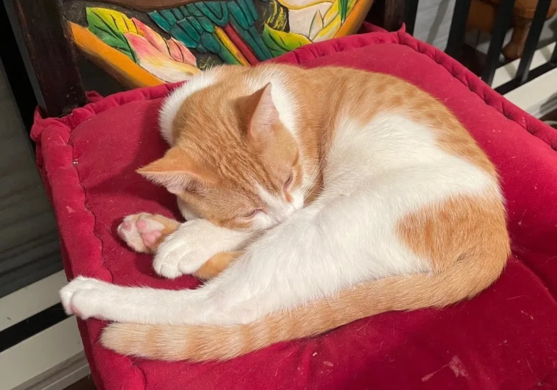 Captain Kirk thumbnail 3