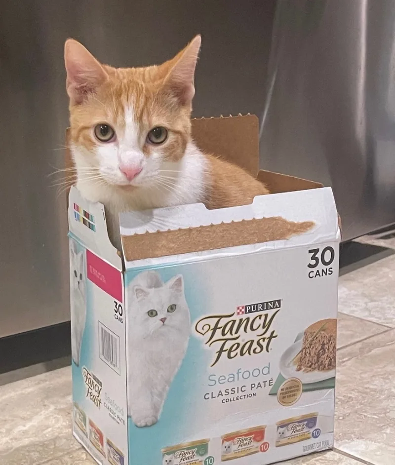 Captain Kirk thumbnail 4