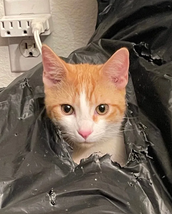 Captain Kirk thumbnail 6