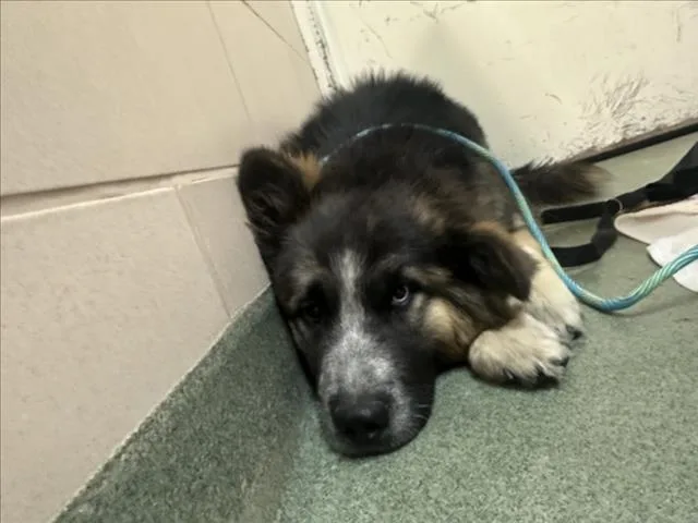 A young medium-sized female Husky dog named Luna for adoption in Santa Fe, NM
