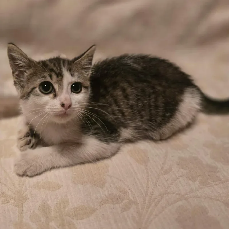 A baby medium-sized male Tabby (Gray / Blue / Silver) American Shorthair cat named Ross for adoption in Aberdeen, NC