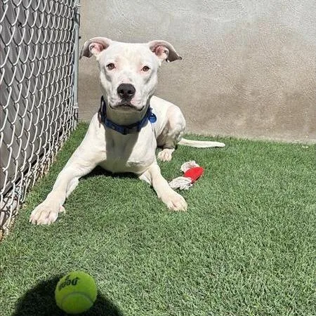 An adult large-sized male White / Cream Pit Bull Terrier dog named Dom for adoption in Tempe, AZ