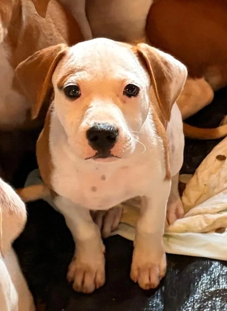 A baby small-sized male Mixed Breed dog named Flounder for adoption in St. Augustine, FL
