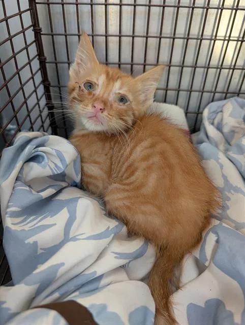A baby small-sized male Domestic Short Hair cat named Wesley for adoption in San Antonio, TX