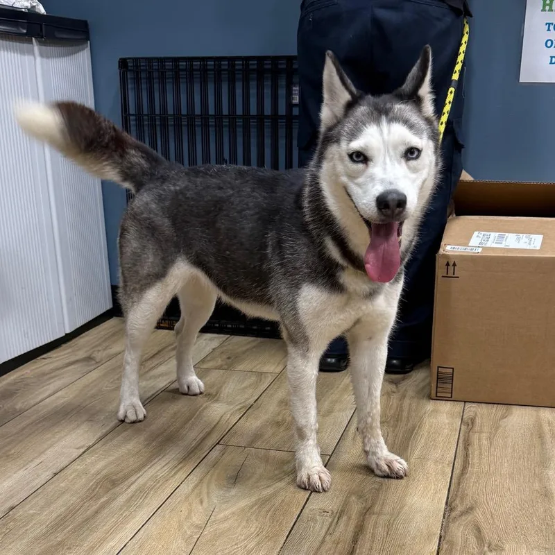 A young medium-sized female Black Siberian Husky dog named Frost for adoption in Newark, NJ