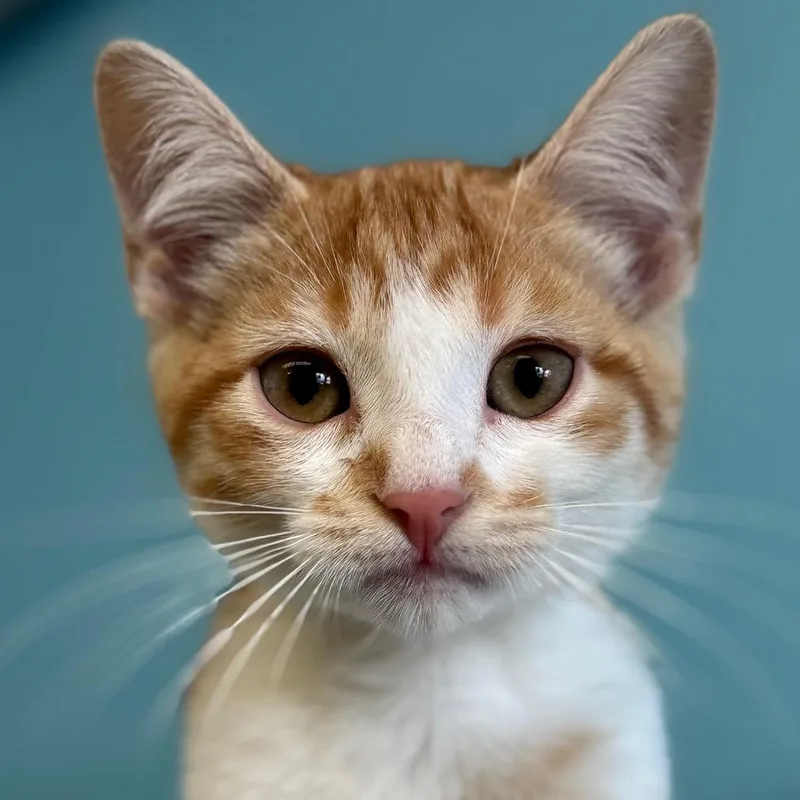 A baby small-sized male Orange / Red Domestic Short Hair cat named Blondie for adoption in Decatur, GA