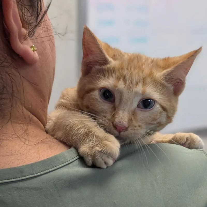 A young small-sized female Orange / Red Domestic Short Hair cat named Ford Expedition for adoption in Houston, TX