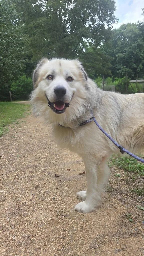 An adult large-sized male Great Pyrenees dog named Eli for adoption in Fond Du Lac, WI
