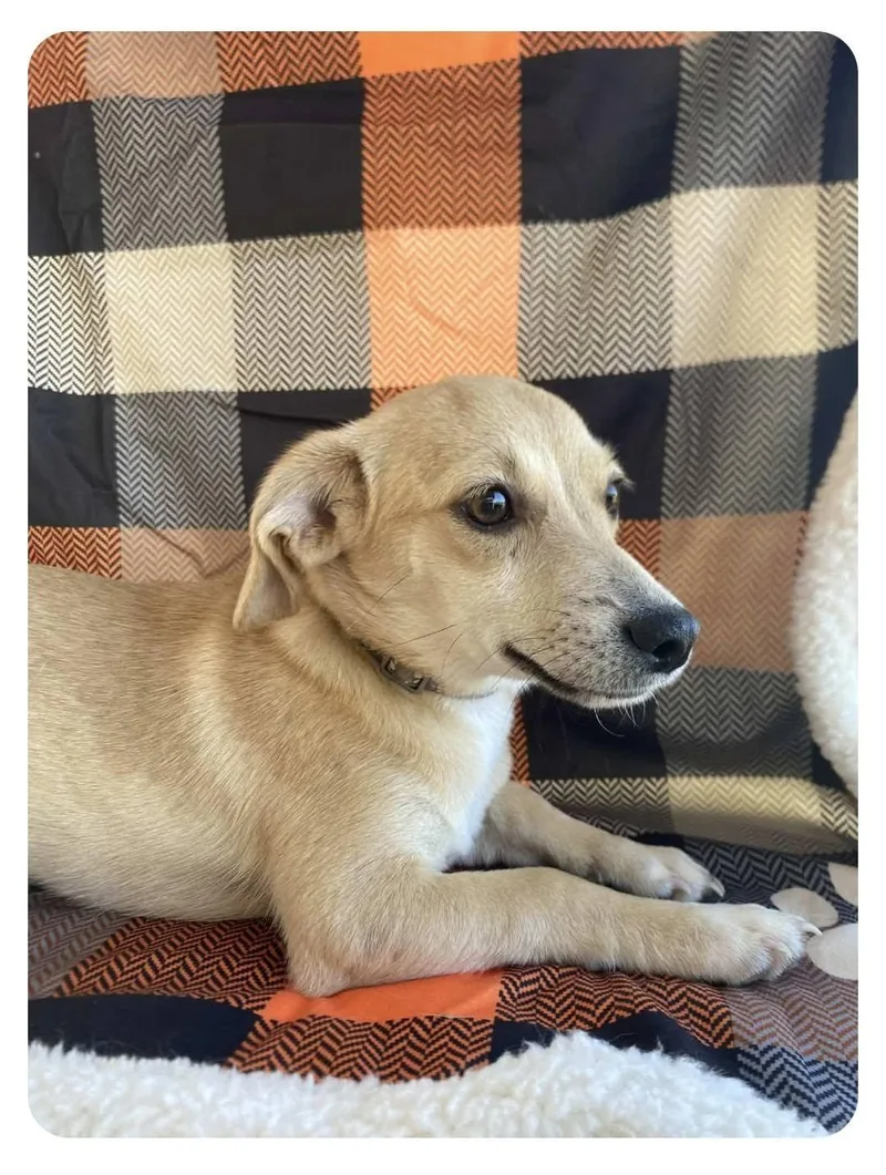 A young small-sized male Mixed Breed dog named Chester for adoption in Lakeland, GA