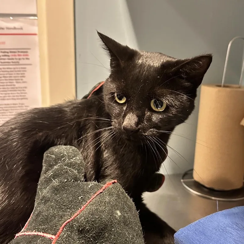 An adult large-sized male Domestic Short Hair cat named Nigel for adoption in Chattanooga, TN