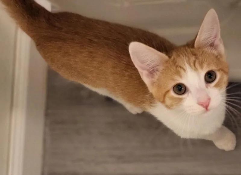 A baby medium-sized male Domestic Short Hair cat named Nugget for adoption in Bloomington, IN