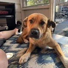 Honey thumbnail 4
