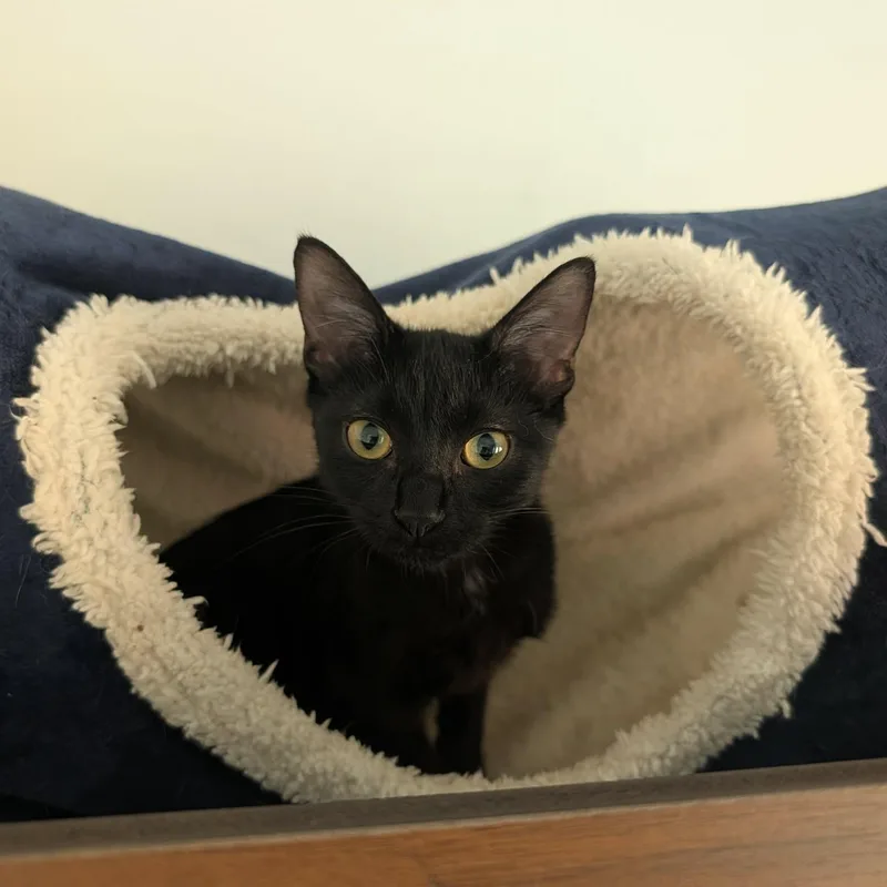 A baby medium-sized male Domestic Short Hair cat named Magic for adoption in Chandler, AZ