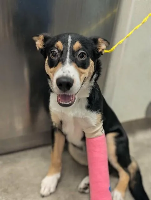 A baby large-sized male Mixed Breed dog named Teddy for adoption in Dallas, TX