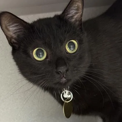 A young medium-sized female Black Domestic Short Hair cat named Katydid for adoption in Lansing, MI