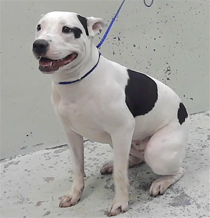 A young medium-sized female Staffordshire Bull Terrier dog named Contessa for adoption in Houston, TX