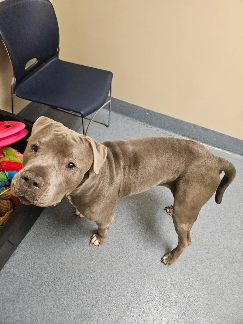 An adult large-sized female Gray / Blue / Silver Pit Bull Terrier dog named Luna for adoption in Suffolk, VA