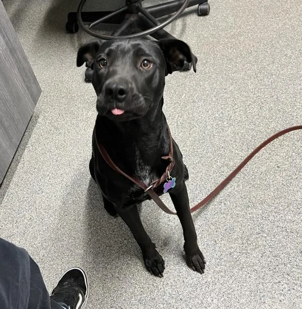 An adult medium-sized female Pit Bull Terrier dog named Taki for adoption in Escondido, CA