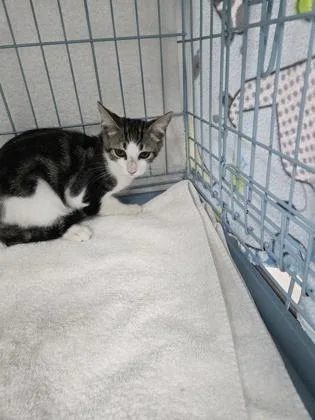A baby small-sized male Domestic Short Hair cat named Microwave for adoption in Gainesville, FL
