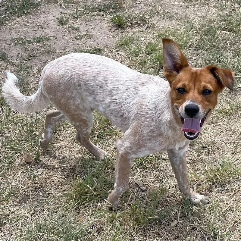 A young medium-sized male Red / Chestnut / Orange Cattle Dog dog named Romeo for adoption in Buchanan Dam, TX