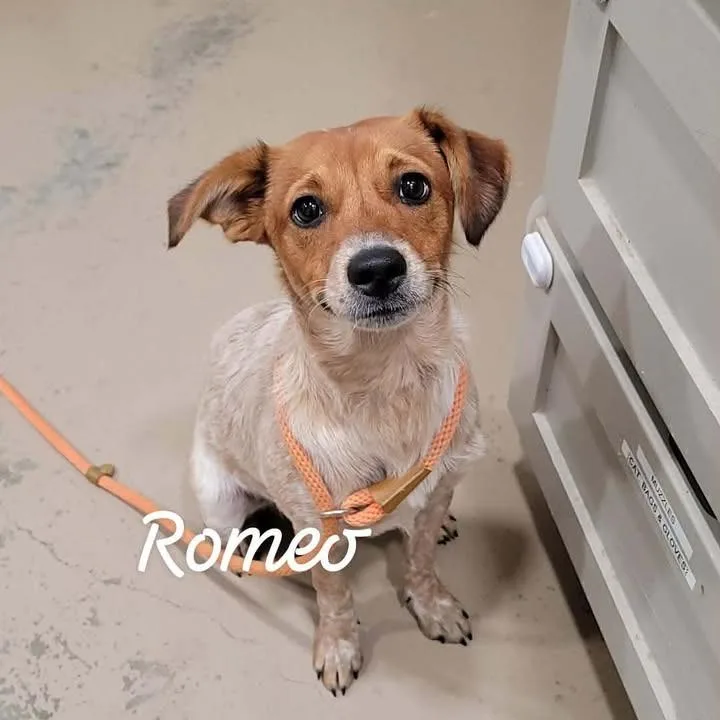 Romeo thumbnail 2