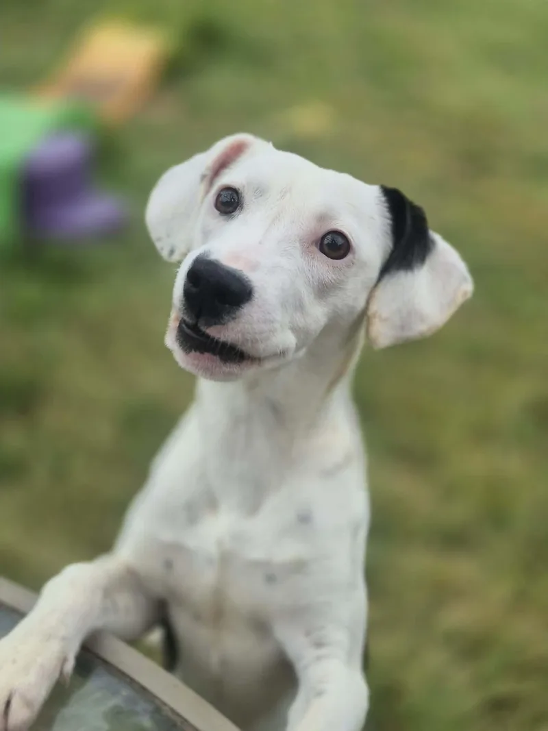 A baby medium-sized female White / Cream Pit Bull Terrier dog named River for adoption in Dover, AR