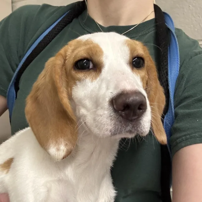 Miss Wiggles thumbnail 2