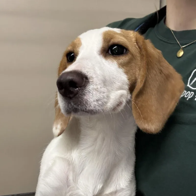 Miss Wiggles thumbnail 3