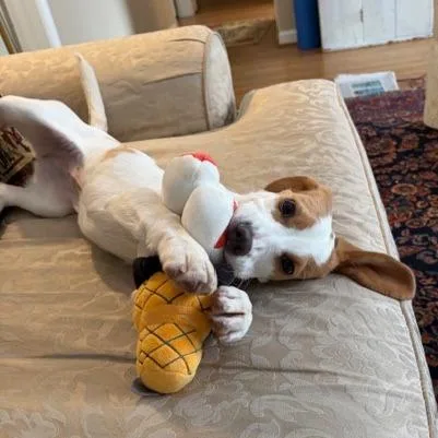 Miss Wiggles thumbnail 4