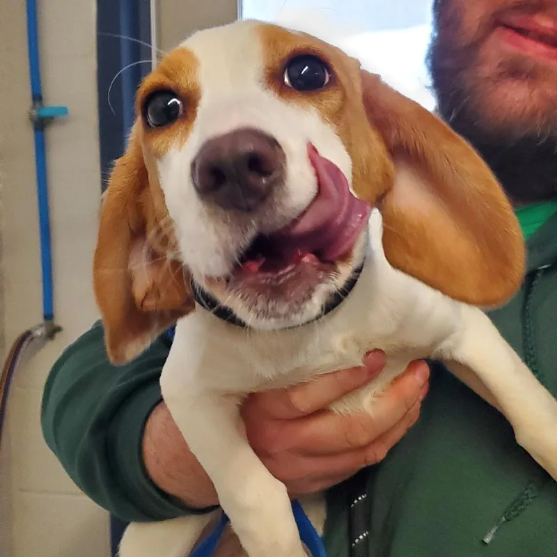 Miss Wiggles thumbnail 5