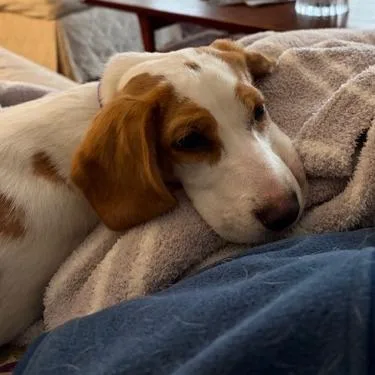 Miss Wiggles thumbnail 6