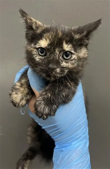 A baby small-sized female Domestic Short Hair cat named Nikola for adoption in San Bernardino, CA
