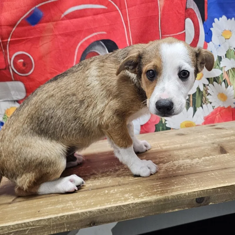 Pip