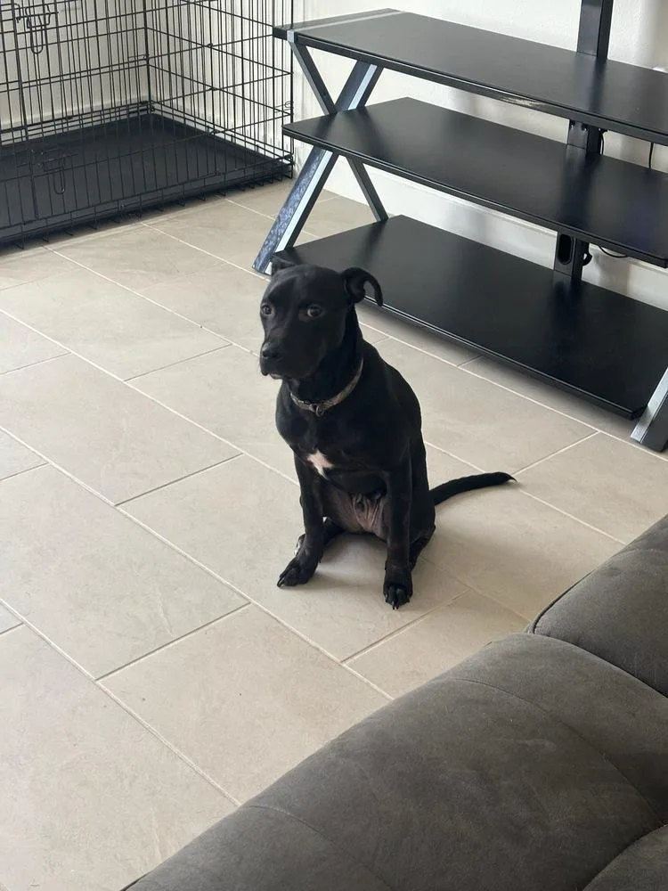 A baby small-sized male Terrier dog named Spark Inga for adoption in Lakeland, FL