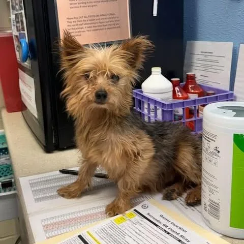 An adult small-sized male Yorkshire Terrier dog named Major for adoption in Bastrop, TX