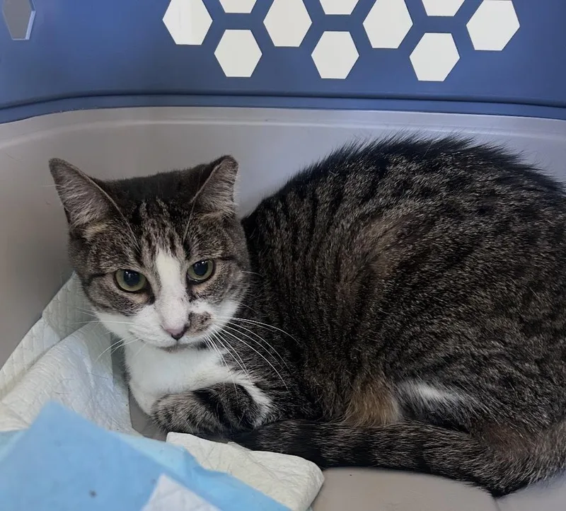 A senior medium-sized female Domestic Short Hair cat named Trixie for adoption in Fort collins, CO