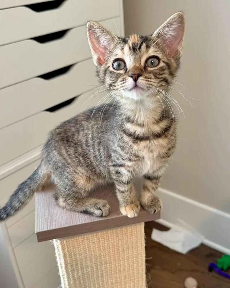 A baby medium-sized female Tabby (Gray / Blue / Silver) Domestic Short Hair cat named Penelope for adoption in Collierville, TN