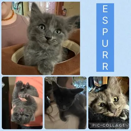 A young small-sized male Domestic Short Hair cat named Espurr for adoption in Beatrice, NE