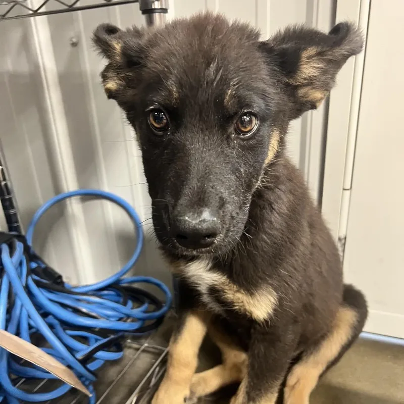 A baby small-sized male Black Mixed Breed dog named Rico for adoption in Bismarck, ND
