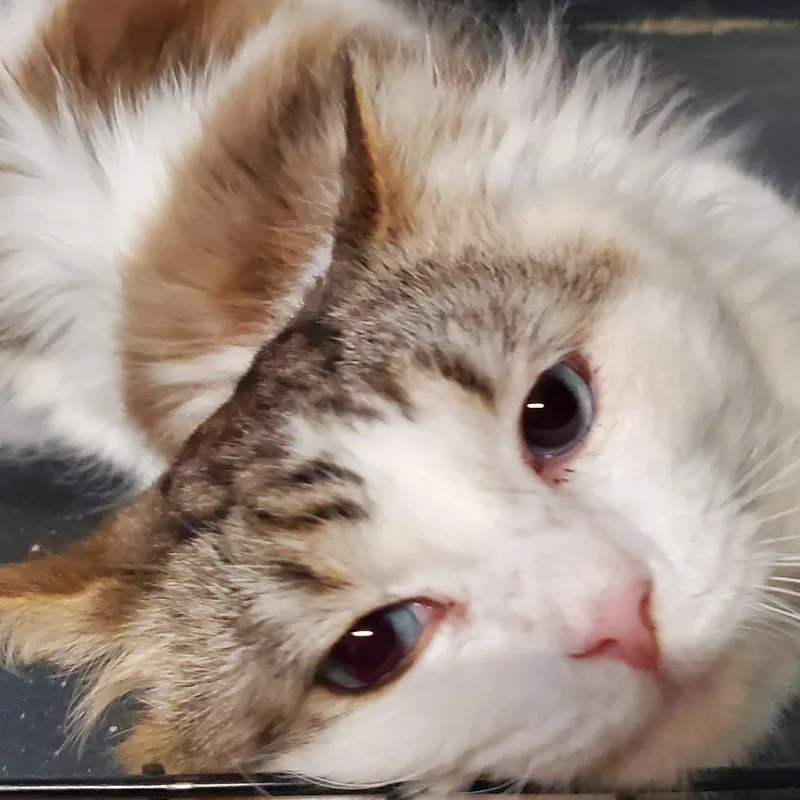 An adult medium-sized male White Ragdoll cat named Griffon for adoption in Othello, WA