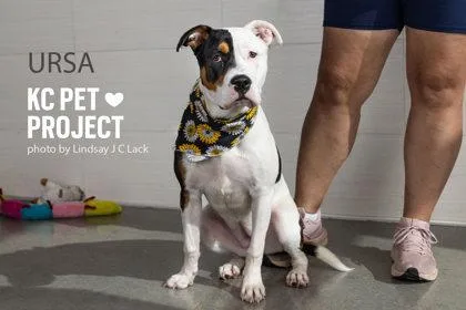 A young large-sized female White / Cream Pit Bull Terrier dog named Ursa for adoption in Kansas City, MO