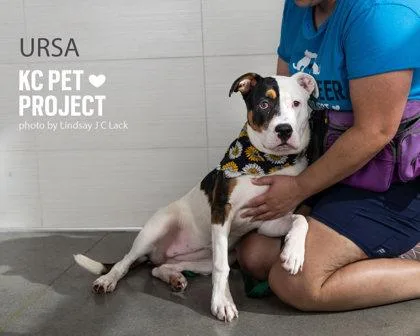 Ursa thumbnail 2