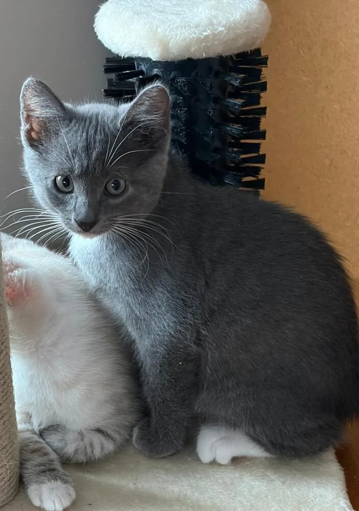 A baby medium-sized male Domestic Short Hair cat named Smokey for adoption in Oceanside, CA