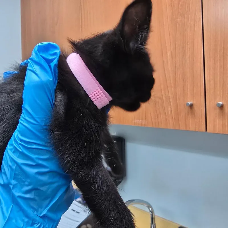 A baby small-sized male Black Domestic Short Hair cat named Abracadabra for adoption in Naples, FL