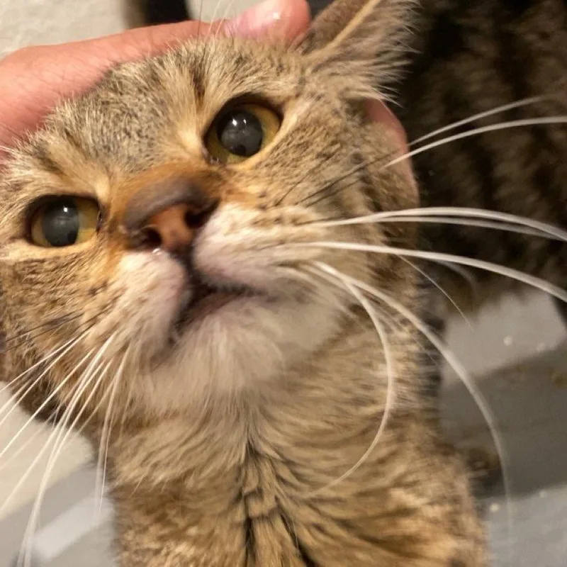 An adult medium-sized female Domestic Short Hair cat named Athena Moon for adoption in Park City, UT