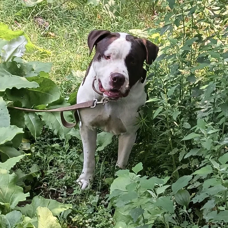 An adult large-sized male White / Cream Pit Bull Terrier dog named Porkchop for adoption in Shinnston, WV