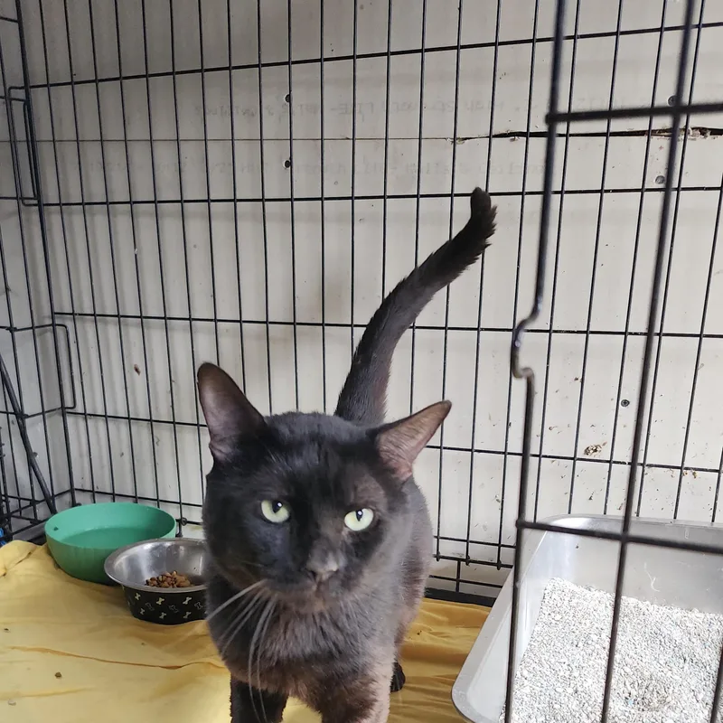 Chinoiykyk thumbnail 2