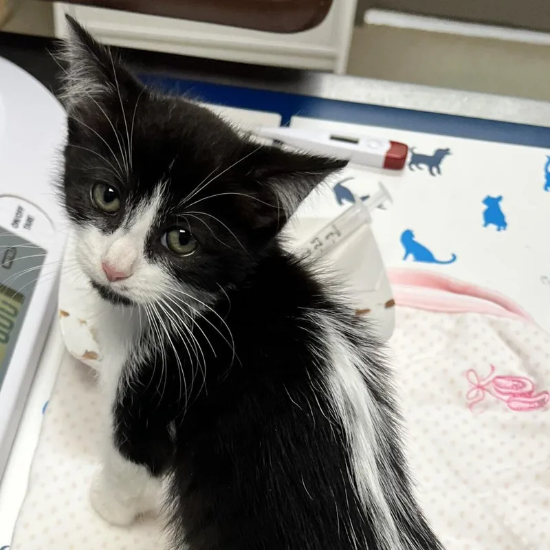 An adult medium-sized female Black Domestic Short Hair cat named Oracle for adoption in Lynchburg, VA